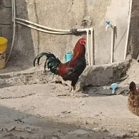 مرغ خروس جوان تخم گذار باهم خانگی هستن