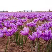 کارگر زعفران