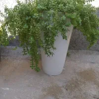 گل خرفه ای|گل مصنوعی|بوشهر, |دیوار