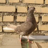 دوتا ماده قهوه ایی دم سفید ۱۶ پر دم|پرنده|رامهرمز, |دیوار