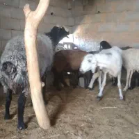 قوچ شال|حیوانات مزرعه|مهریز, |دیوار