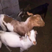 قیمت 8000000تومان|حیوانات مزرعه|بیکاه, |دیوار