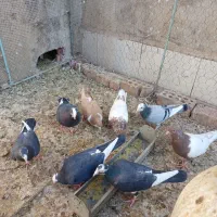 چند جفت کبوتر