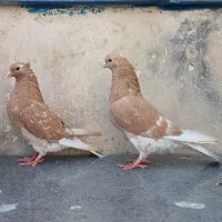 کفتر دهاتی زرد کمیاب