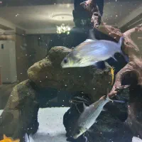 ماهی اکواریومی