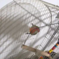 ۳عدد طوطی برزیلی|پرنده|چهاردانگه (تهران), |دیوار