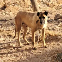 واگذاری سگ ماده سرابی قد ۸۰ سه ساله|سگ|اردبیل, |دیوار