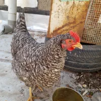 مرغ گمشده|حیوانات|خوی, |دیوار