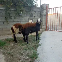 دو عدد قوچ توقلی