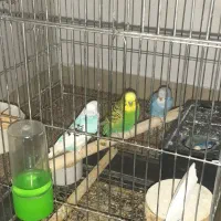 مرغ عشق|پرنده|هشتگرد, شهرک گلها|دیوار