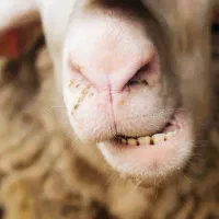 .گوسفند زنده اورگانیک.ب شرط نصفه.خونی|حیوانات مزرعه|مشهد, نوید|دیوار