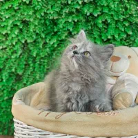 ay1124 اسکاتیش ماده