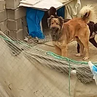 سگ نگهبان|سگ|خمین, |دیوار