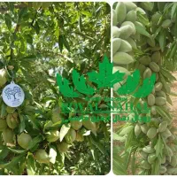 نهال بادام آذر اصلاح شده و پربازده