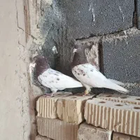 کله سرخ نرو ماده|پرنده|مرودشت, زنگی آباد|دیوار