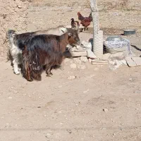 بز و بزغاله