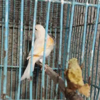 قناری ماده مست