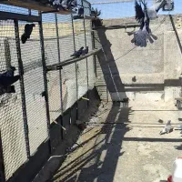 کفتر گرو پرشی سیاه زرهی