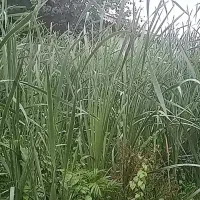 سمپاشی علفهای هرز باغات با دستگاه اتوماتیک برقی|خدمات باغبانی و درختکاری|فومن, |دیوار