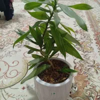 گل بامبو خاکی