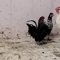 بوقلمون 8ماهه مرغ وخروس سبرایت|حیوانات مزرعه|قم, سید معصوم|دیوار