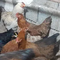 خروس محلی بالغ ومرغ فریح|حیوانات مزرعه|ارومیه, |دیوار