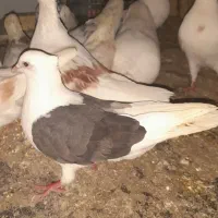 کم کردم ماده