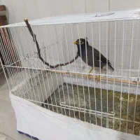 مرغ مینا سخنگو