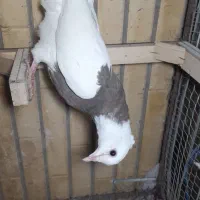 کبوتر|پرنده|بیرجند, |دیوار