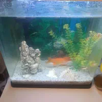 فروش اکواریوم باماهی قرمز وسفید|ماهی|بندرعباس, |دیوار