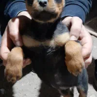 توله روتوایلر۶۰روزه|سگ|اردبیل, |دیوار