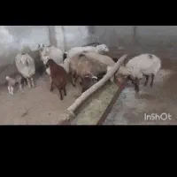 میش بره دار