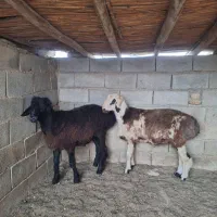 بره قوچی ترکمنی