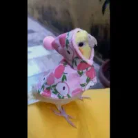 عروس هلندی