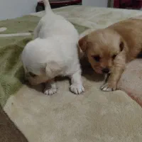 واگذاری سگ نژاد های چاو چاو و جک راسل با شجره