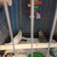 عروس هلندی|پرنده|وحیدیه, |دیوار