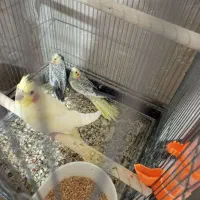 عروس هلندی لوتینو گل باقالی جوجه و مولد