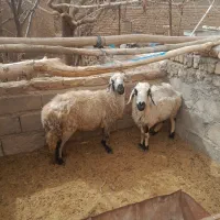 میش|حیوانات مزرعه|یزدان شهر, |دیوار