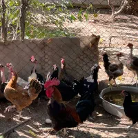فروش تعدادی مرغ وخروس تخم گذار|حیوانات مزرعه|جم, |دیوار