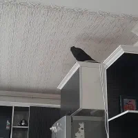 کبوتر گمشده|حیوانات|بیجار, |دیوار