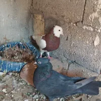 طوقی سرخ نر