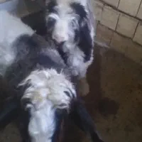 دوتا بره ماده ذات دار هیکلی درشت|حیوانات مزرعه|مسجد سلیمان, |دیوار