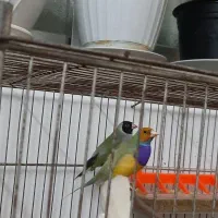 جفت گلدین نر و ماده بالغ|پرنده|لاهیجان, کاروانسرابر|دیوار