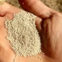 بذر در جه یک یک