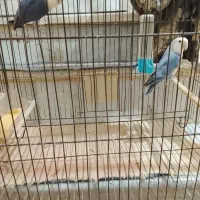 یک جفت طوطی برزیلی با جوجه