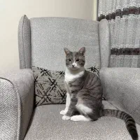 گربه گمشده|حیوانات|شیراز, عادل آباد|دیوار