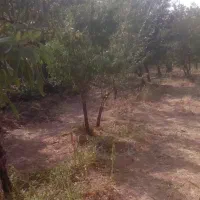 فروش باغ|فروش زمین و ملک کلنگی|سامان, |دیوار