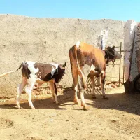 گاو گوساله نر|حیوانات مزرعه|قزوین, |دیوار