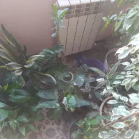 گل آپارتمانی|گل و گیاه طبیعی|پاکدشت, شهرک امام رضا|دیوار