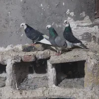 ۱۷ عدد کفتر همشون تضمینی